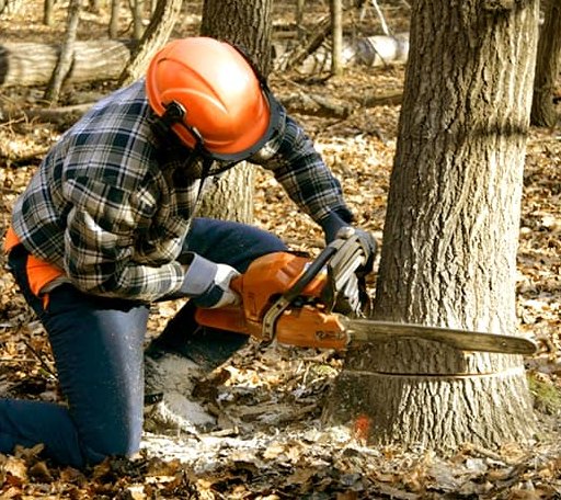 Tree Removal in Providence, NC